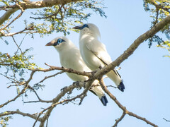 Leucopsar rothschildi