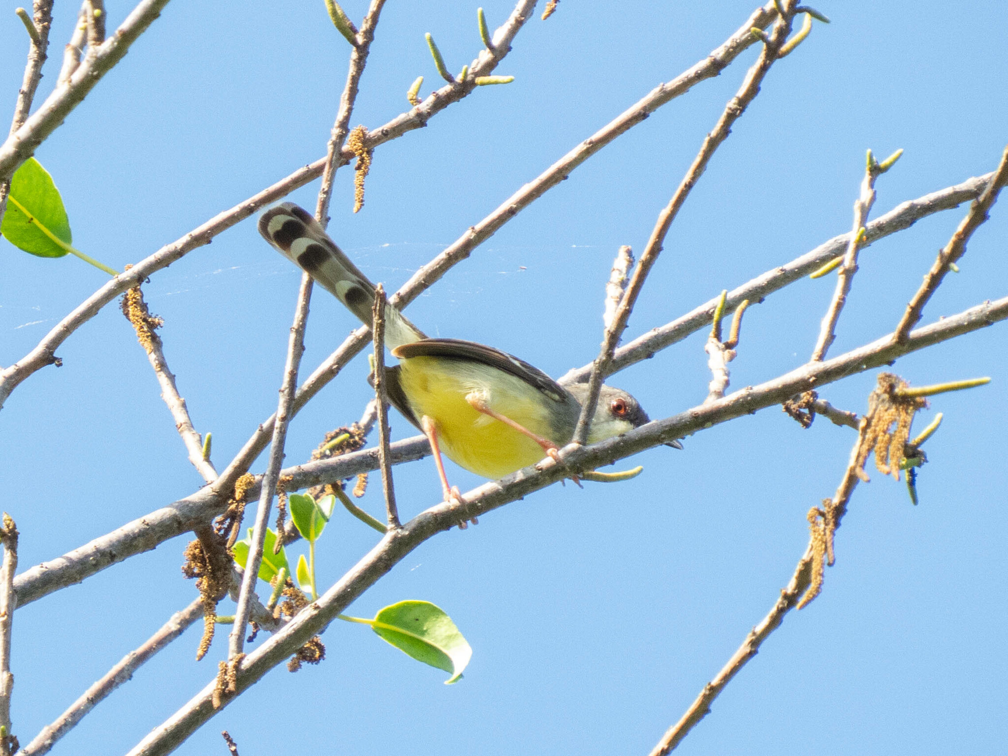 Bar-winged Prinia (Prinia familiaris), photo 7