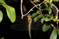 Hydrobasileus brevistylus