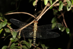 Hydrobasileus brevistylus