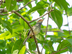 Orthotomus sepium