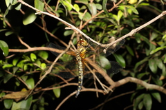 Hydrobasileus brevistylus