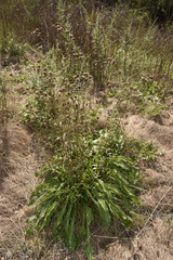 Centaurea × gerstlaueri