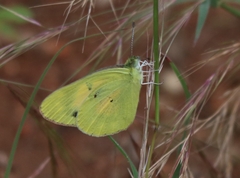 Colotis amata