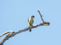 Microhierax fringillarius