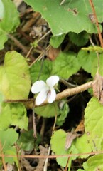 Viola adenothrix