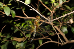 Hydrobasileus brevistylus