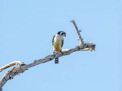 Microhierax fringillarius