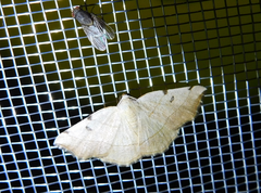 Eilicrinia trinotata