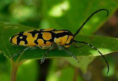 Tragocephala variegata