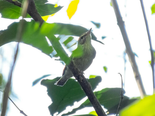 Mosquitero boreal (Phylloscopus borealis)