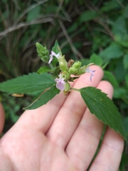 Teucrium vesicarium