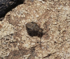 Ptenothrix