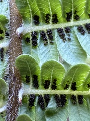 Cyclogramma auriculata