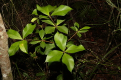 Alyxia magnifolia