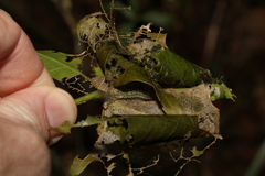 Dichocrocis clytusalis