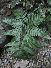 Diplazium taiwanense