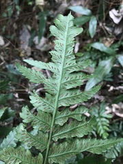 Diplazium taiwanense