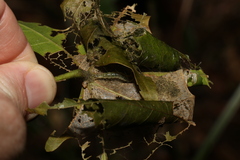 Dichocrocis clytusalis