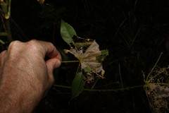 Dichocrocis clytusalis