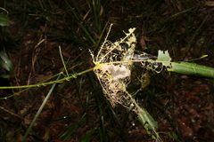 Dichocrocis clytusalis