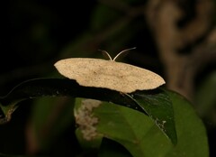 Cyclophora turneri
