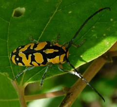 Tragocephala variegata
