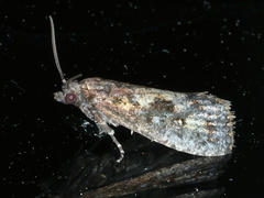 Cryptaspasma sordida