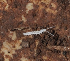 Scutigerellidae