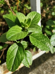 Salvia microphylla