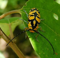 Tragocephala variegata