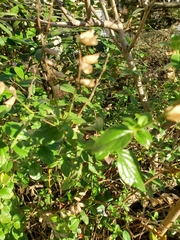 Salvia microphylla