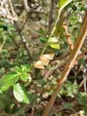Salvia microphylla