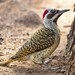 Bennett's Woodpecker - Photo (c) Kobus Lubbe, some rights reserved (CC BY-NC), uploaded by Kobus Lubbe