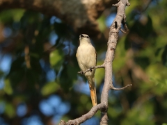 Pericrocotus cinnamomeus