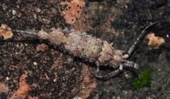 Machilinae