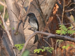 Dicrurus caerulescens