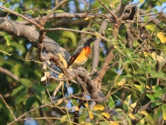 Pericrocotus cinnamomeus