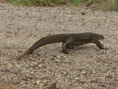 Varanus panoptes panoptes