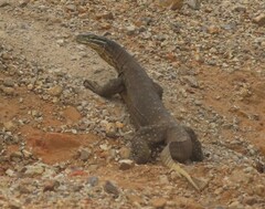 Varanus panoptes panoptes