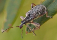 Agnesiotis pilosula