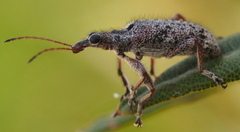 Agnesiotis pilosula