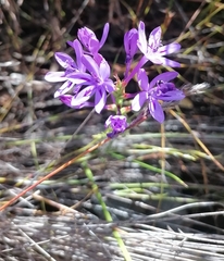 Thereianthus spicatus