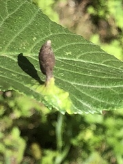 Tetraneura