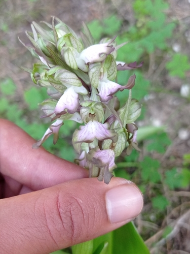 Himantoglossum robertianum image