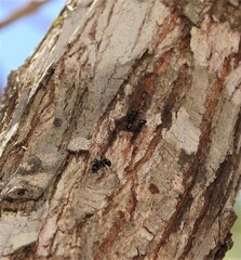 Podomyrma maculiventris