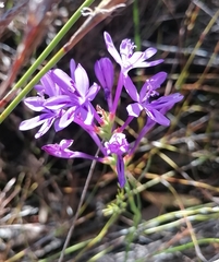 Thereianthus spicatus