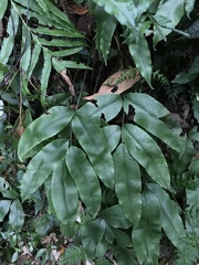 Diplazium donianum