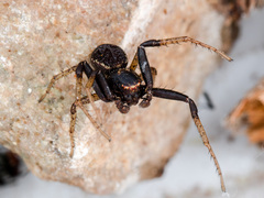 Xysticus ephippiatus