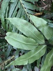 Diplazium donianum